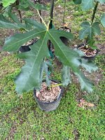 IMG_0248.jpeg