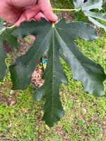 IMG_0250.jpeg