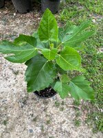 IMG_0251.jpeg