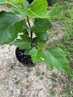 IMG_0252.jpeg