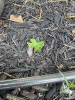 IMG_2450.jpeg