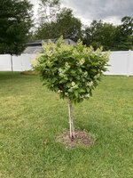 IMG_2448.jpeg