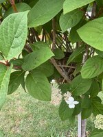 IMG_2449.jpeg