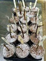 IMG_0258.jpeg