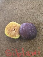 IMG_6062.jpeg