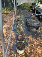 1yr old Asparagus.jpg