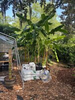 Orinoco and Blue Java.jpg