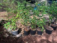 Sugar Rush Peach.jpg