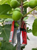 IMG_4440.jpeg