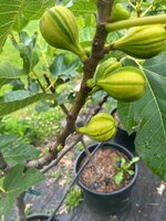 IMG_0437.jpeg