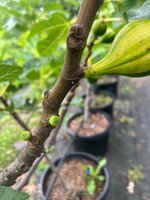IMG_0438.jpeg