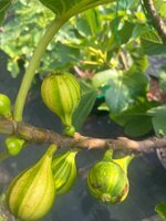 IMG_0440.jpeg