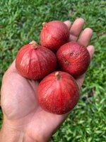 IMG_4022.jpeg