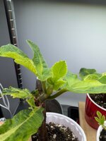 IMG_0061.jpeg