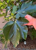 Tree #2, BIG, shiny leaves.JPG