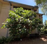 Tree #2, Leaved appearance.JPG