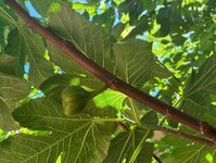 Tree #2, ''lonely'' fig.JPG
