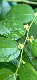 Jujube and Ants_06132025.jpg