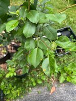 IMG_5087.jpeg