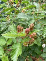 IMG_3429.jpeg
