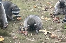 coon2.jpg