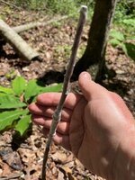 Field graft_06142025_Nyomis1.jpg