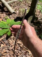 Field graft_06142025_Nyomis2.jpg
