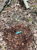Field graft_06142025_Nyomis3.jpg