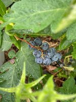 IMG_3493.jpeg