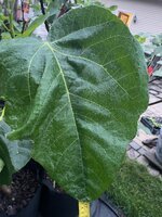 IMG_3270.jpeg