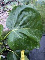IMG_3269.jpeg