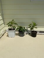IMG_2469.jpeg