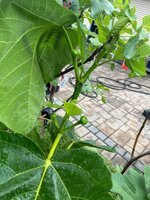 IMG_3267.jpeg