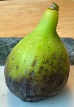 IMG_0084.jpeg
