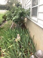 IMG_2621.jpeg