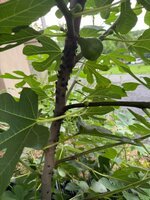 IMG_0103.jpeg