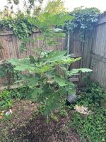 IMG_4102.jpeg