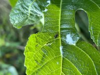 IMG_6516.jpeg