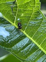 IMG_6517.jpeg