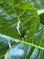 IMG_6520.jpeg