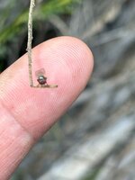 IMG_6519.jpeg