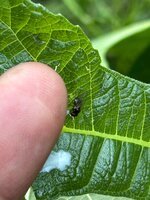 IMG_6523.jpeg