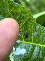 IMG_6522.jpeg