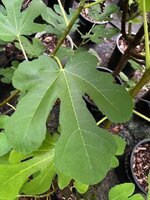 Red_Isreal_x_Saleeb_Leaf Pic_06182025.jpg