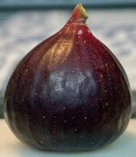 IMG_0097.jpeg