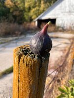 IMG_5821.jpeg