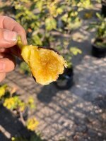 IMG_5822.jpeg