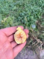 IMG_5700.jpeg