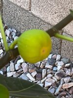IMG_2493.jpeg