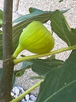 IMG_2492.jpeg